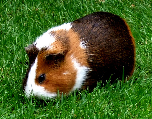 guinea pig eating photo