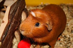 Guinea pig deals store