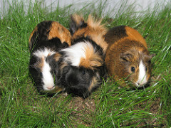 Guinea Pigs photo