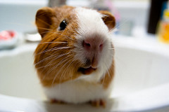 guinea pig cage photo