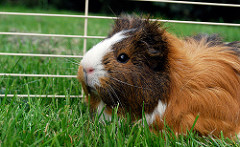 guinea pig cage photo