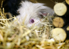 guinea pig hutch photo